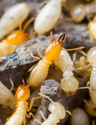 Termite