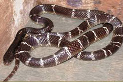 snake karit