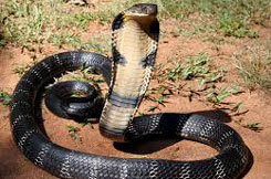 snake king-cobra