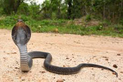 snake madalay