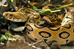 snake russells-viper