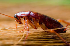 cockroach 1