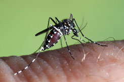 aedes-albopictus_b