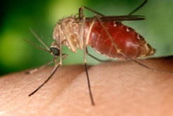 anopheles-mosquito