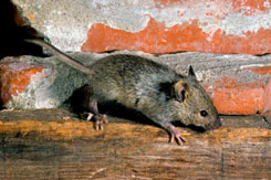 house-mouse